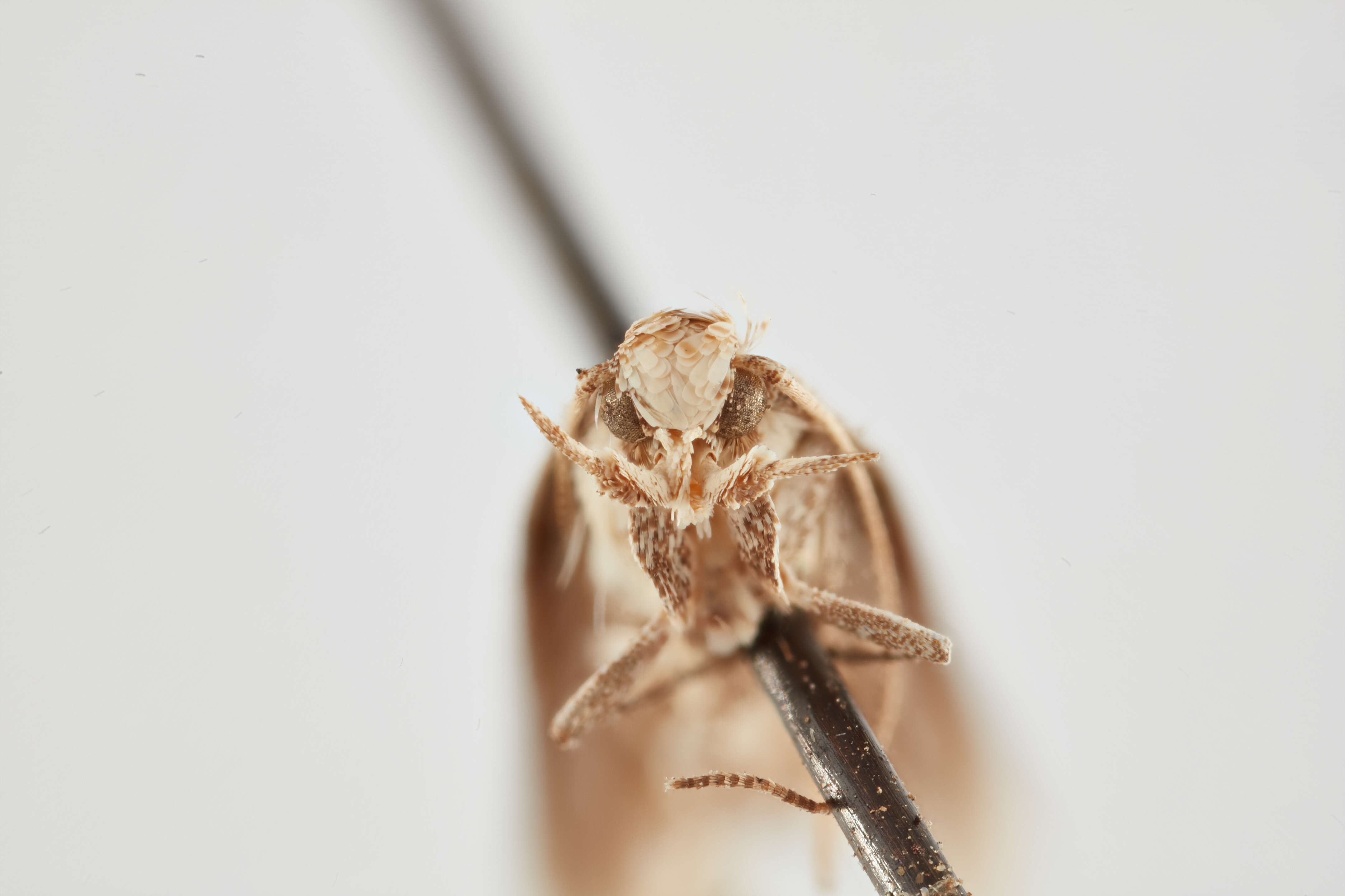 Слика од Phthorimaea