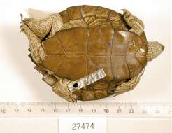 Image of Texas Map Turtle