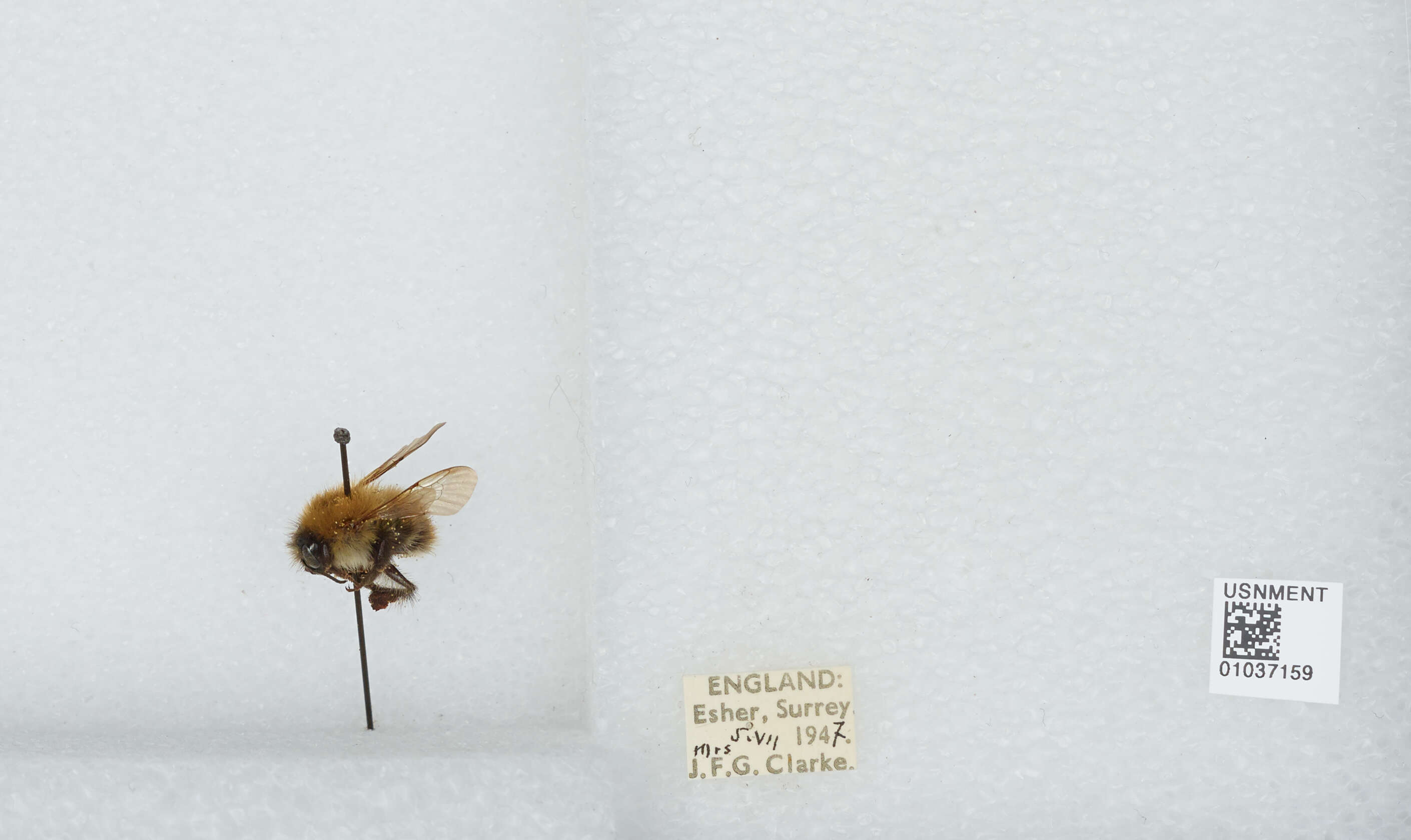 Image of Common carder bumblebee
