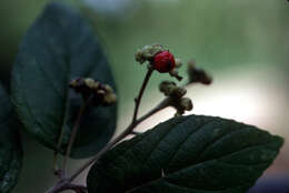 Image of black-sage