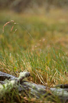 Image of Poa yaganica Speg.