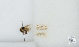 Image of Bombus mucidus Gerstäcker 1869