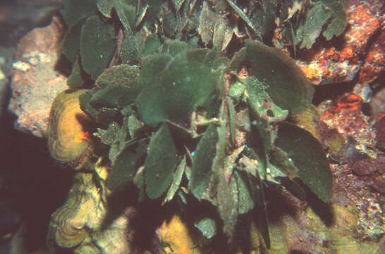 Image of Avrainvillea lacerata