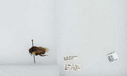 Image of Bombus ephippiatus Say 1837