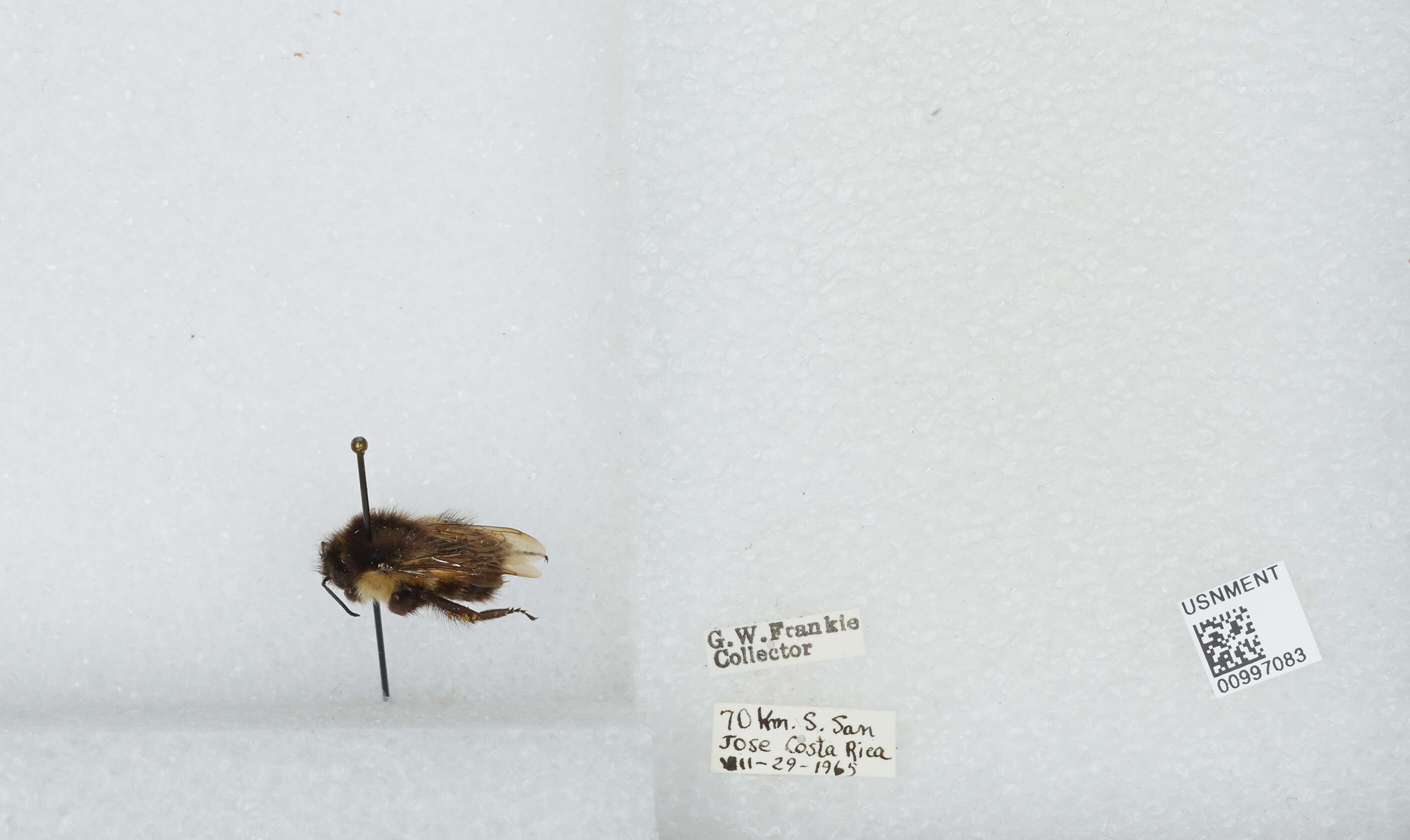 Image of Bombus ephippiatus Say 1837