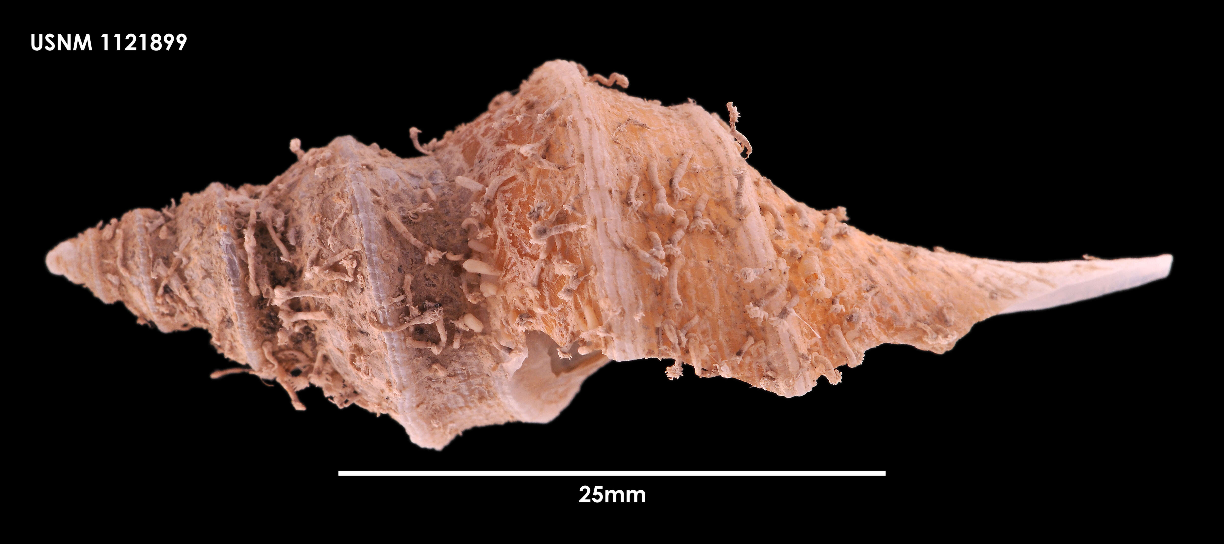 Plancia ëd Aforia multispiralis Dell 1990