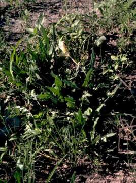 Plancia ëd Oenothera brachycarpa A. Gray