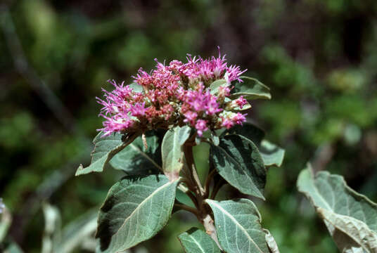 Image of Antilles velvetshrub