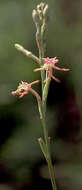 Image of Oenothera podocarpa (Wooton & Standl.) Krakos & W. L. Wagner