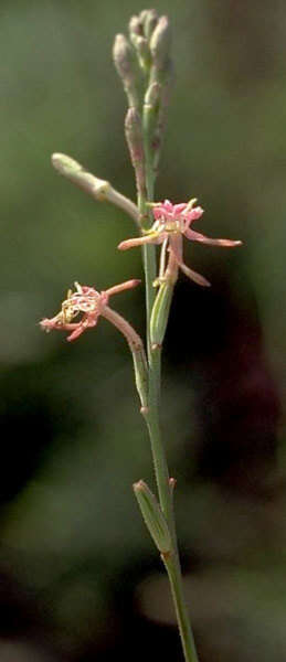 Sivun Oenothera podocarpa (Wooton & Standl.) Krakos & W. L. Wagner kuva