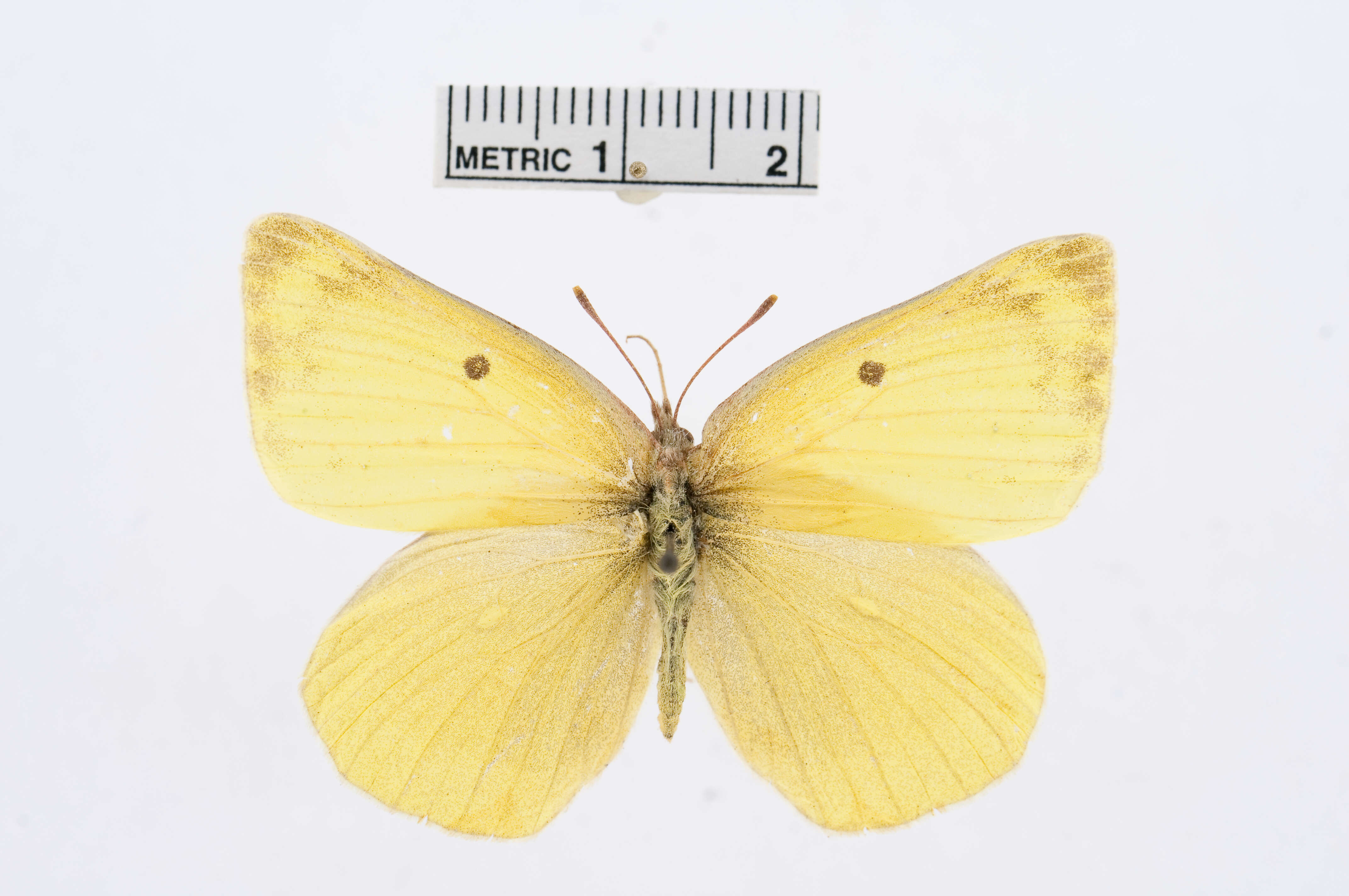 Image of Alexandra's Sulphur