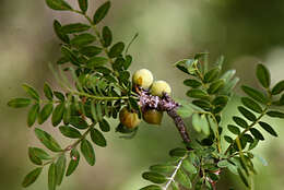 Image of Bursera Jacq. ex L.