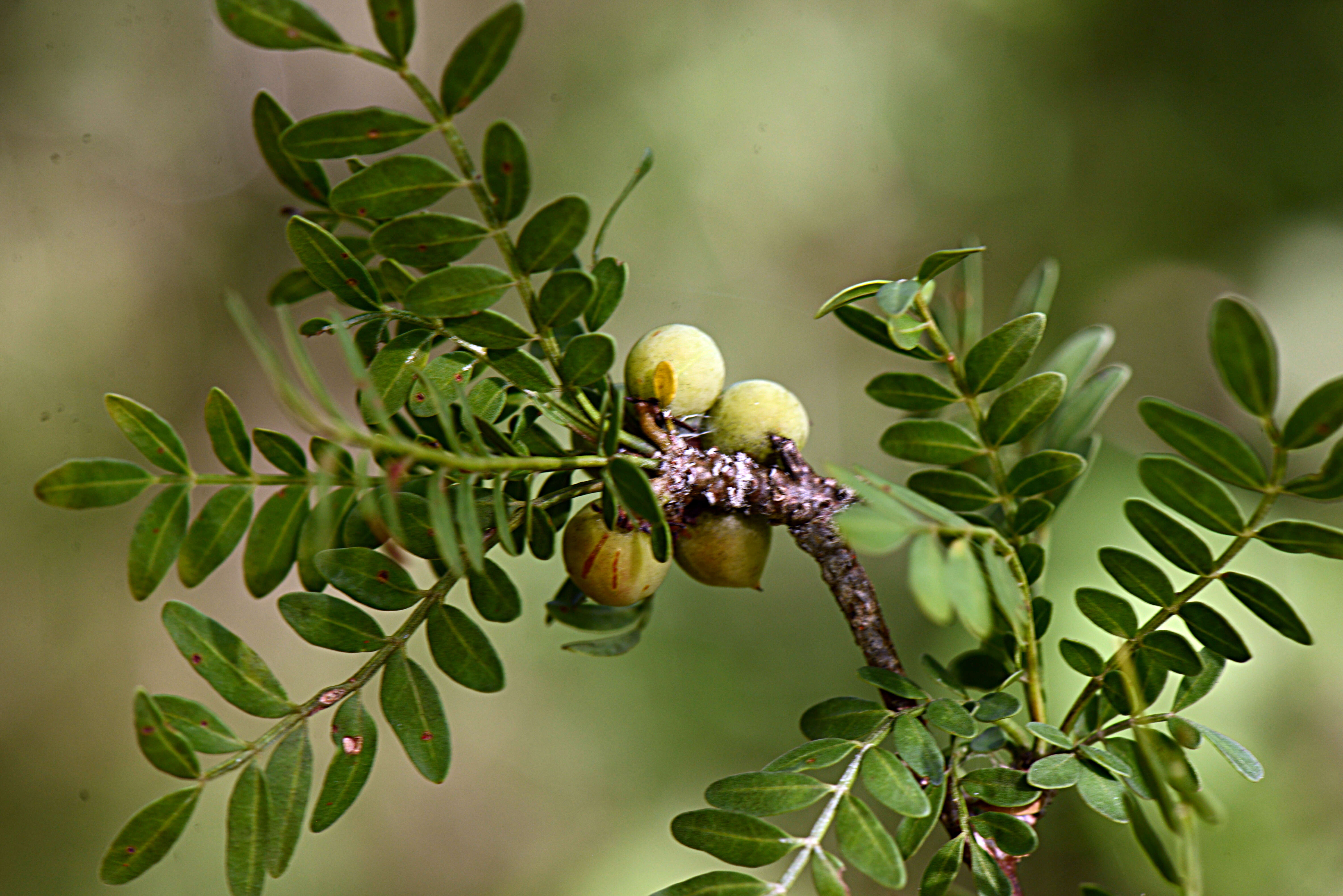 Image de Bursera Jacq. ex L.