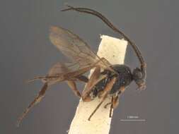 Image of Orgilus detectiformis Viereck 1917