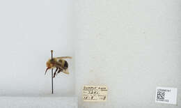 Image of Bombus vagans vagans Smith 1854