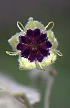 Image of Malvaceae