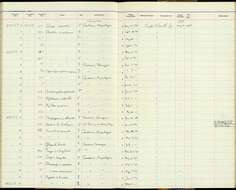 Image de Chordeiles pusillus esmeraldae Zimmer, JT & Phelps 1947