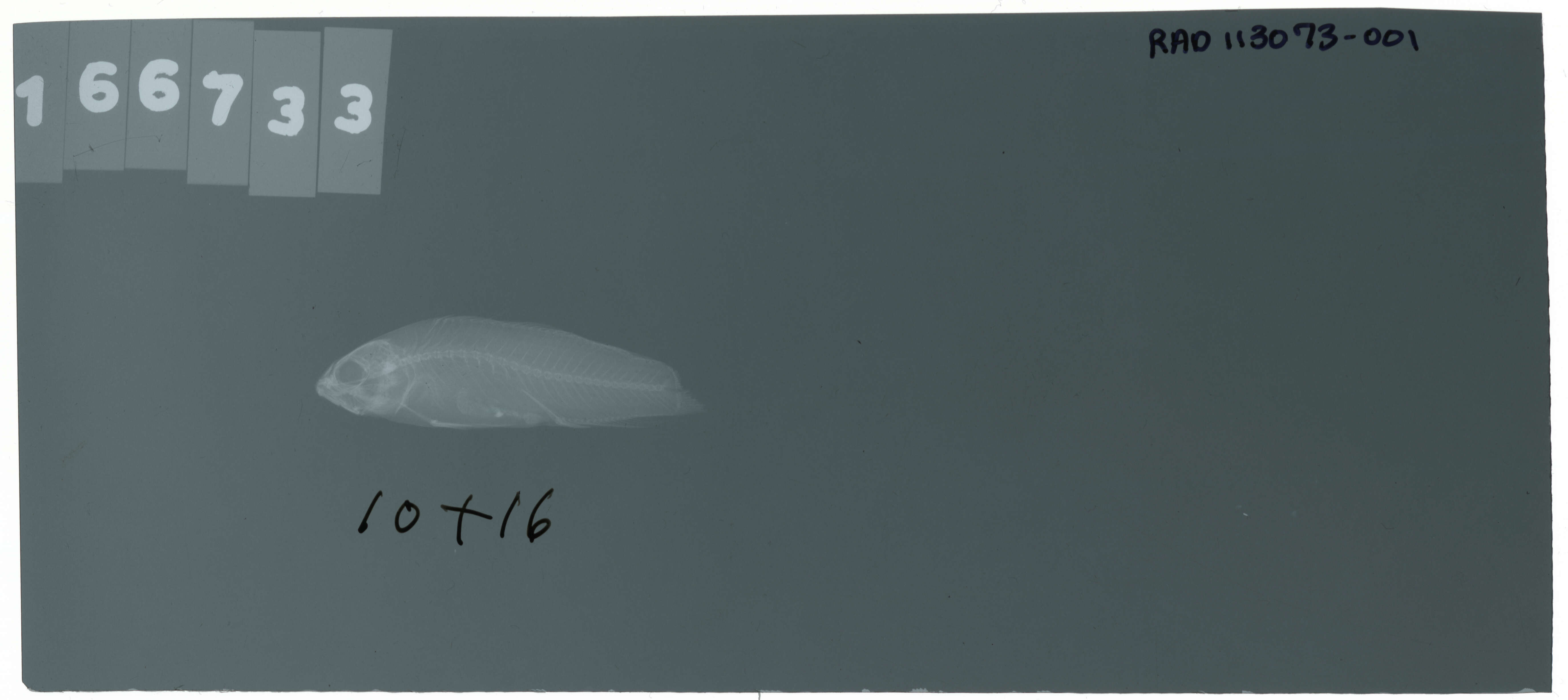 Image of Pseudochromis marshallensis Schultz 1953