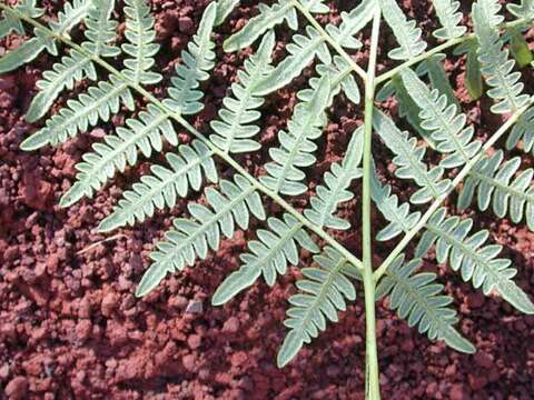 Слика од Pteridium aquilinum subsp. decompositum (Gaud.) Lamoureux ex J. A. Thomson