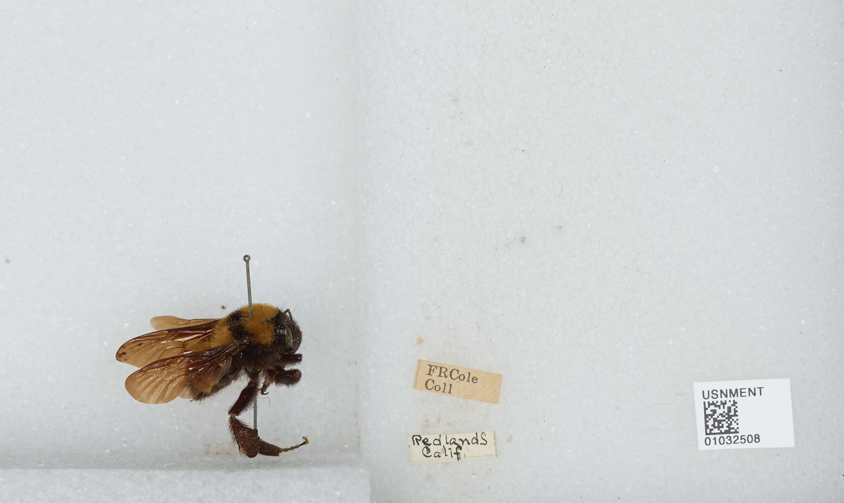 Слика од Bombus sonorus Say 1837