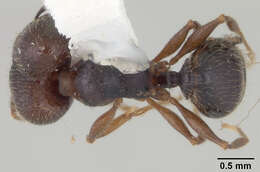 Image of Pheidole wheelerorum MacKay 1988