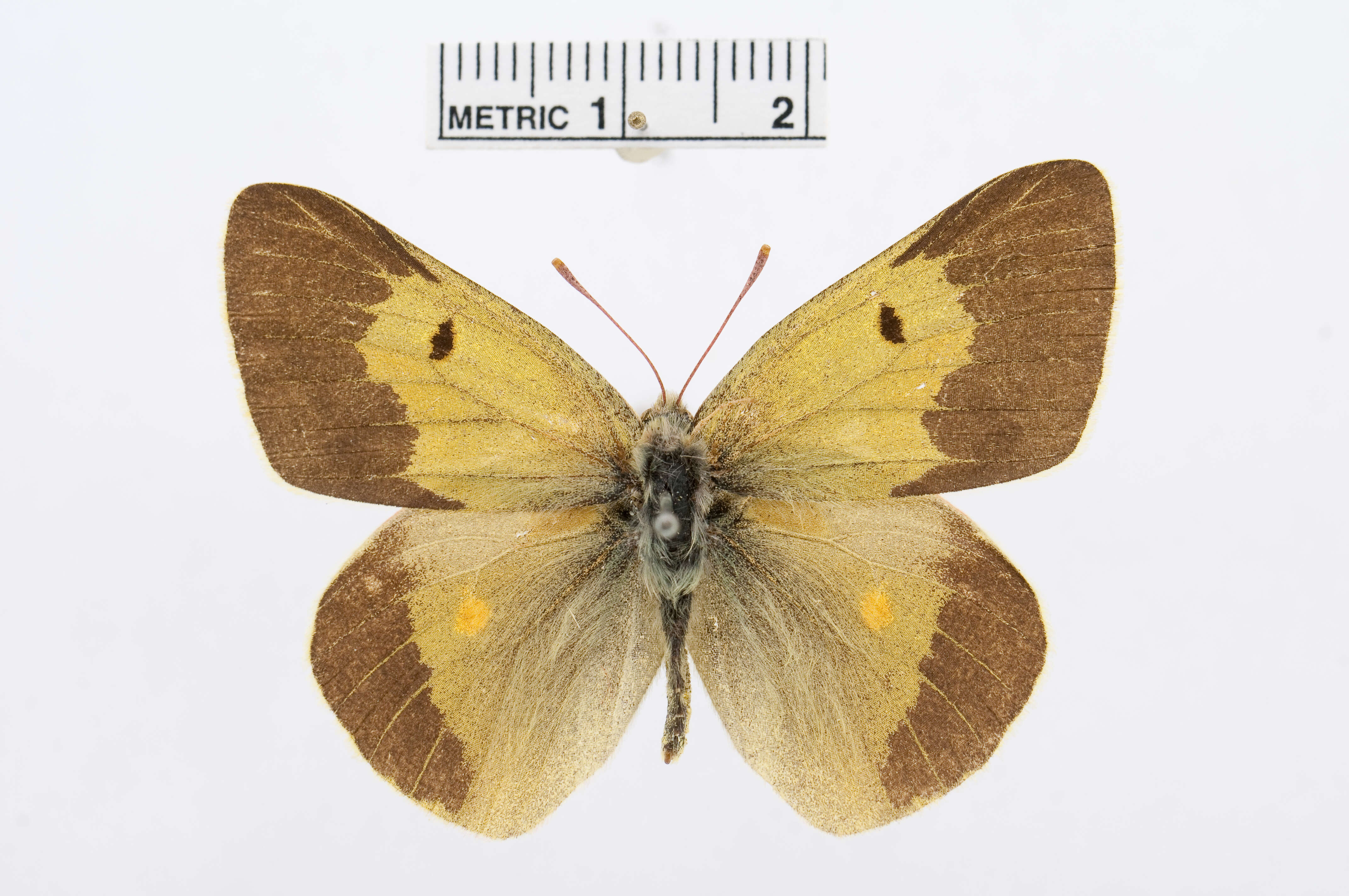 Plancia ëd Colias arida Alphéraky 1889