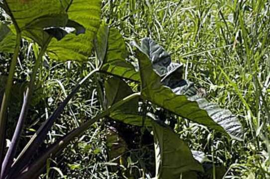 Image of arrowleaf elephant's ear