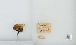 Image of Common carder bumblebee