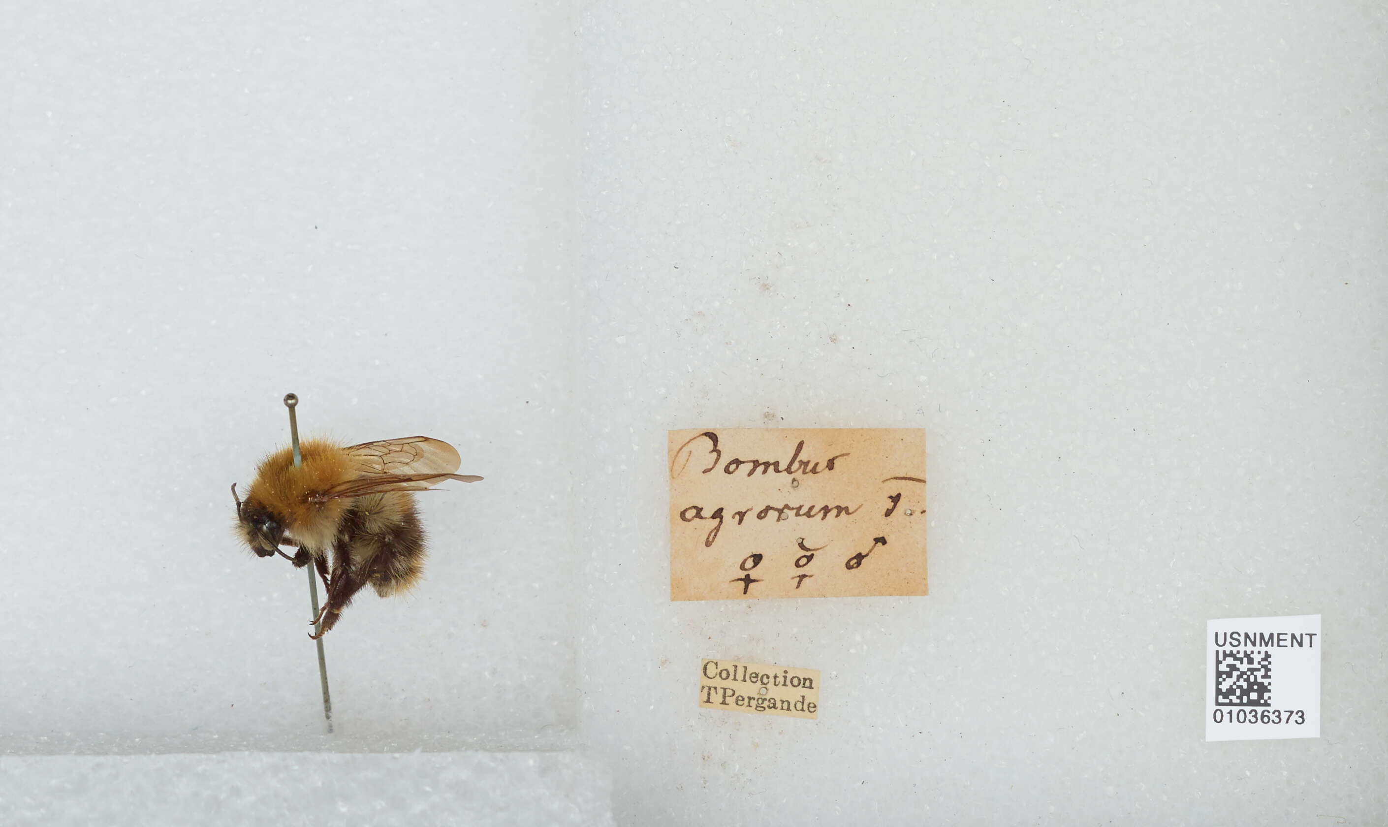 Image of Common carder bumblebee