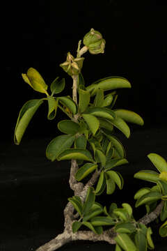 Image of Esenbeckia berlandieri subsp. litoralis (Donnell-Smith) Kaastra