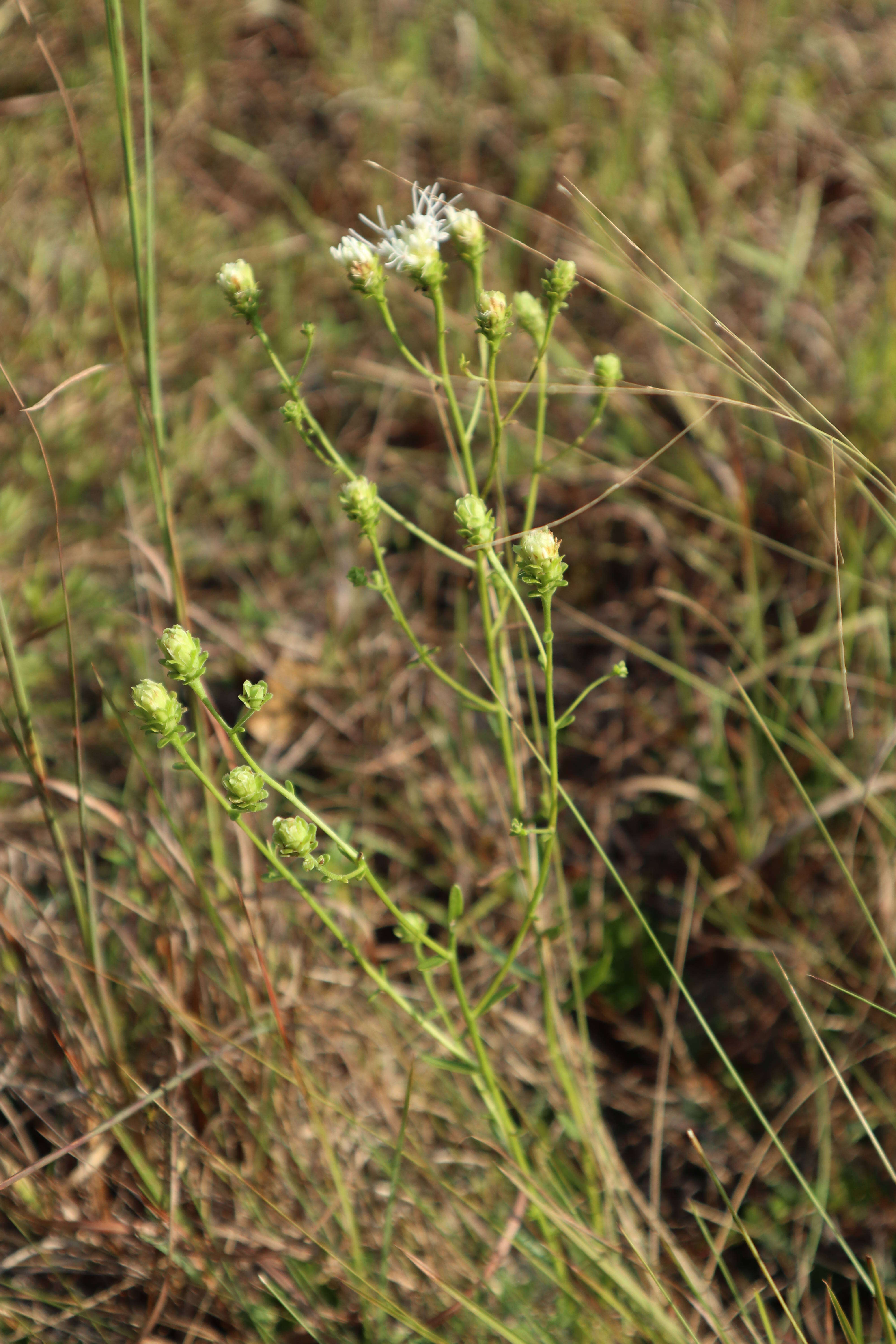 Image de Carphephorus bellidifolius (Michx.) Torr. & A. Gray