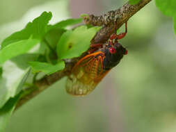 Image of Magicicada cassinii (Fisher & J. C. 1852)