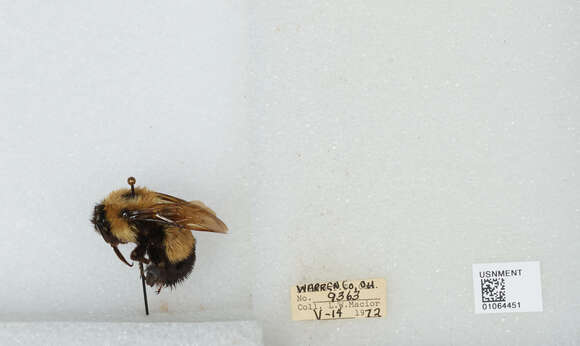 Слика од Bombus affinis Cresson 1864