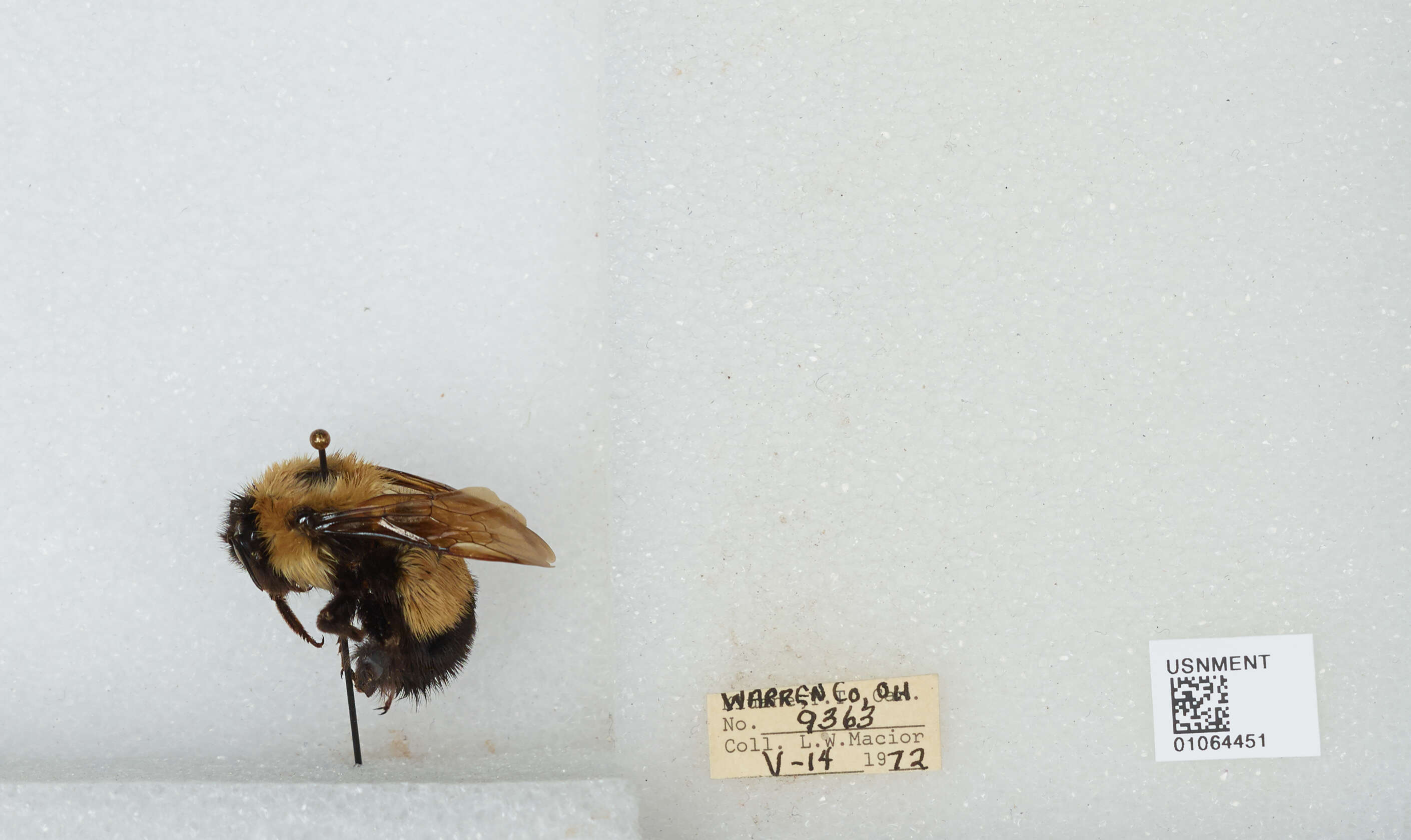 Слика од Bombus affinis Cresson 1864