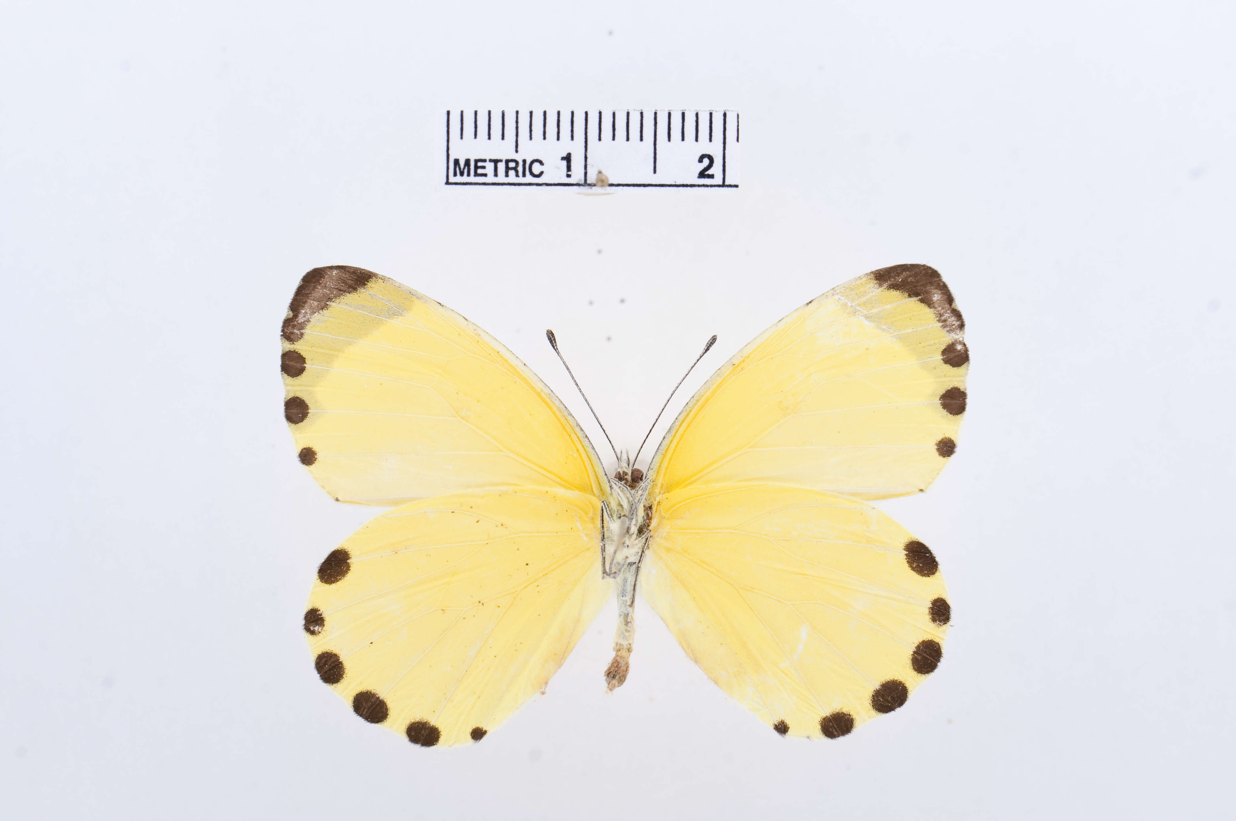 Image de Mylothris sulphurea Aurivillius 1895