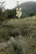 Image of soapweed yucca