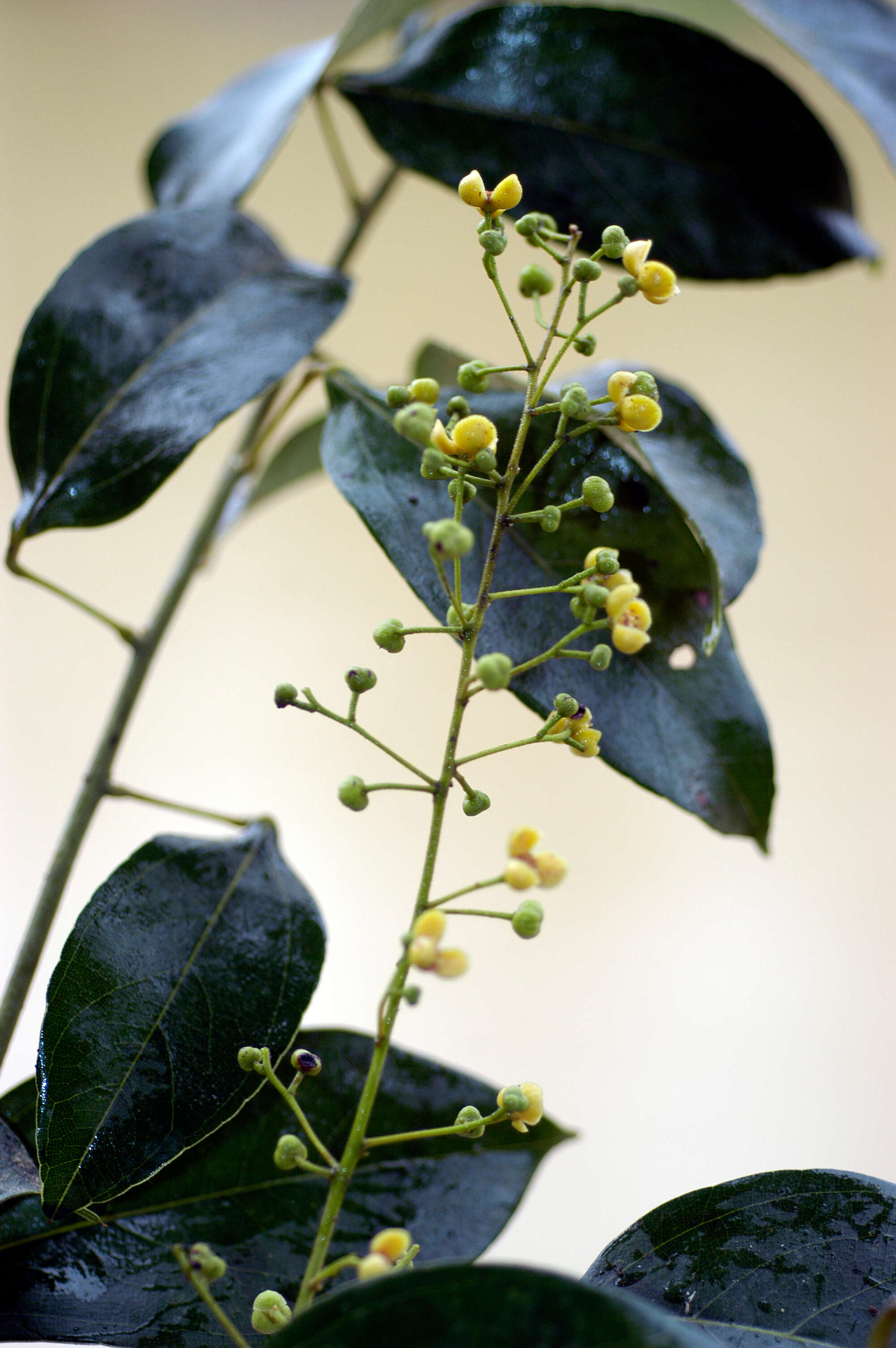 Image of Anomospermum reticulatum (C. Martius) Eichler