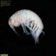 Image of Amphipoda