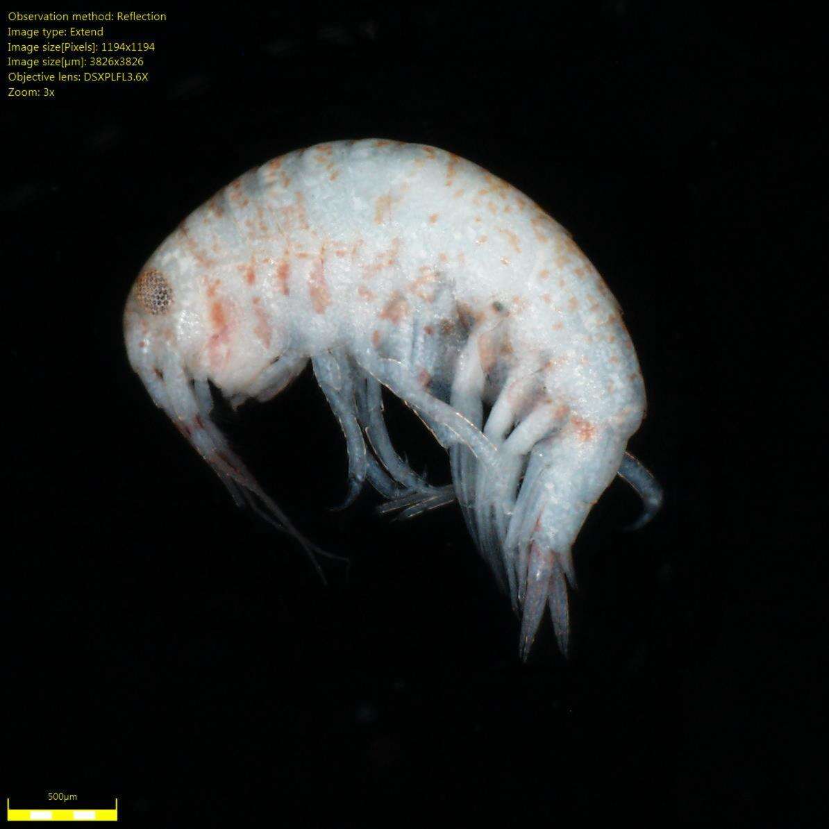 Image of Amphipoda