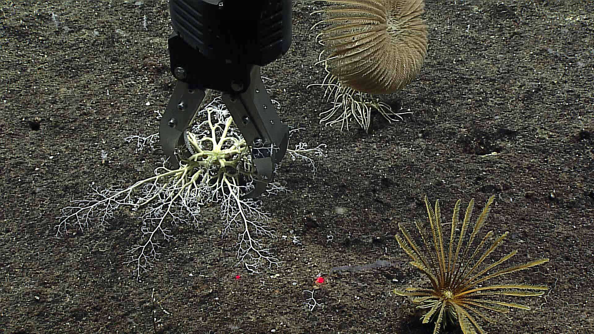 Astrodendrum sagaminum (Döderlein 1902) resmi