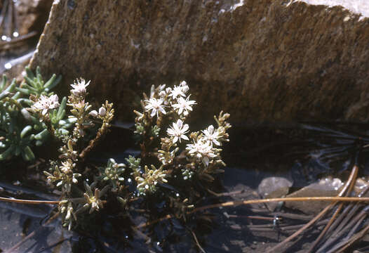 Image of Cockerell's stonecrop