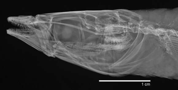 Image de Odontesthes perugiae Evermann & Kendall 1906