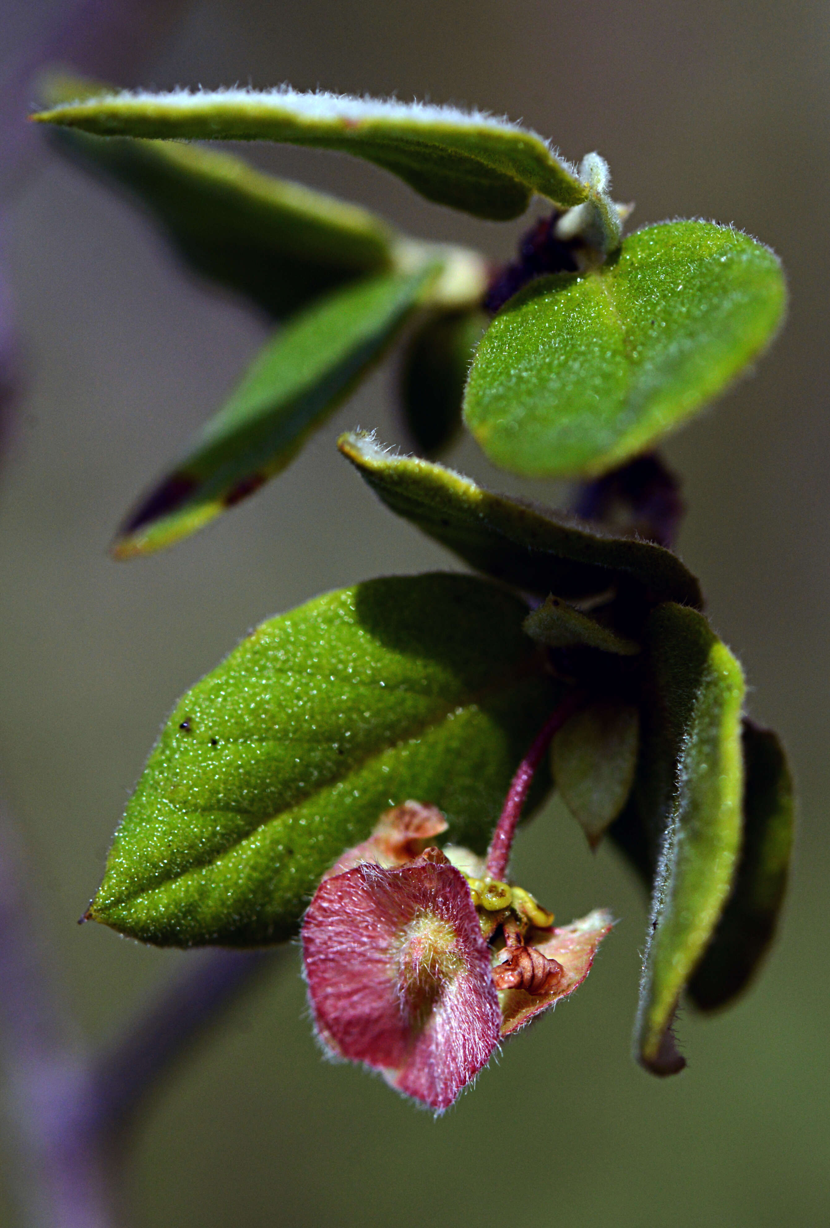 Image of Calcicola parvifolia (A. Juss.) W. R. Anderson & C. Davis