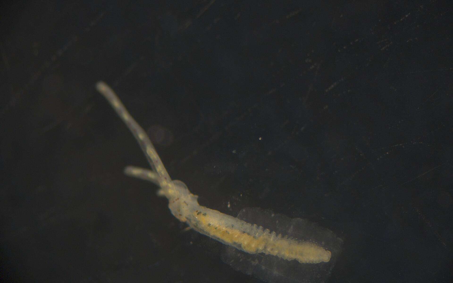 Image of Terebellidae