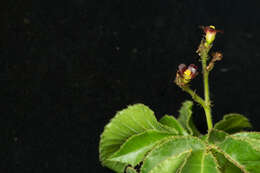 Image of bellyache bush