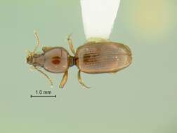 Слика од Dyschirius (Eudyschirius) ferrugineus Bousquet 1988