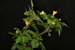 Image of shrubby woodsorrel