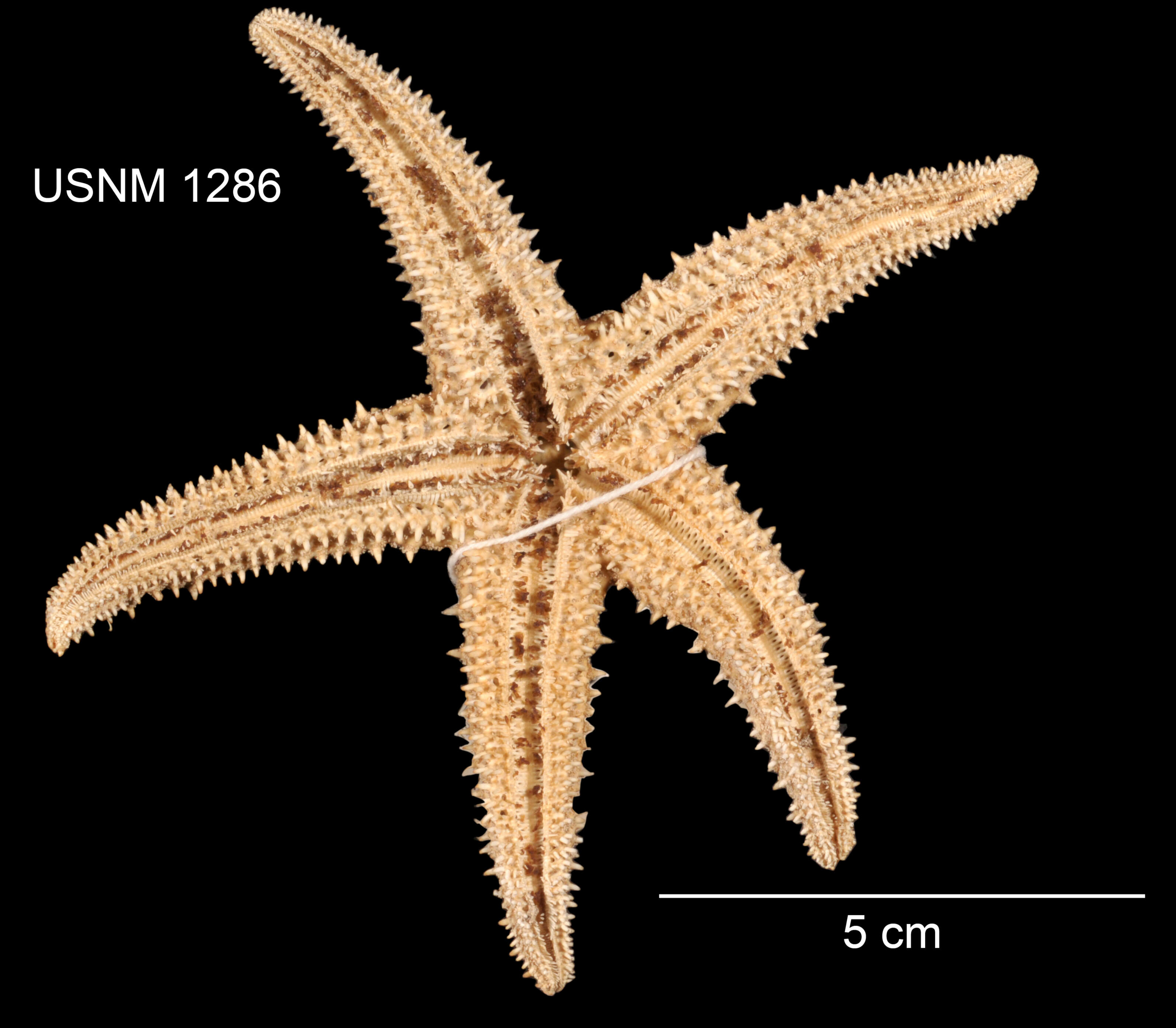 Imagem de Asterias paucispina Stimpson 1862