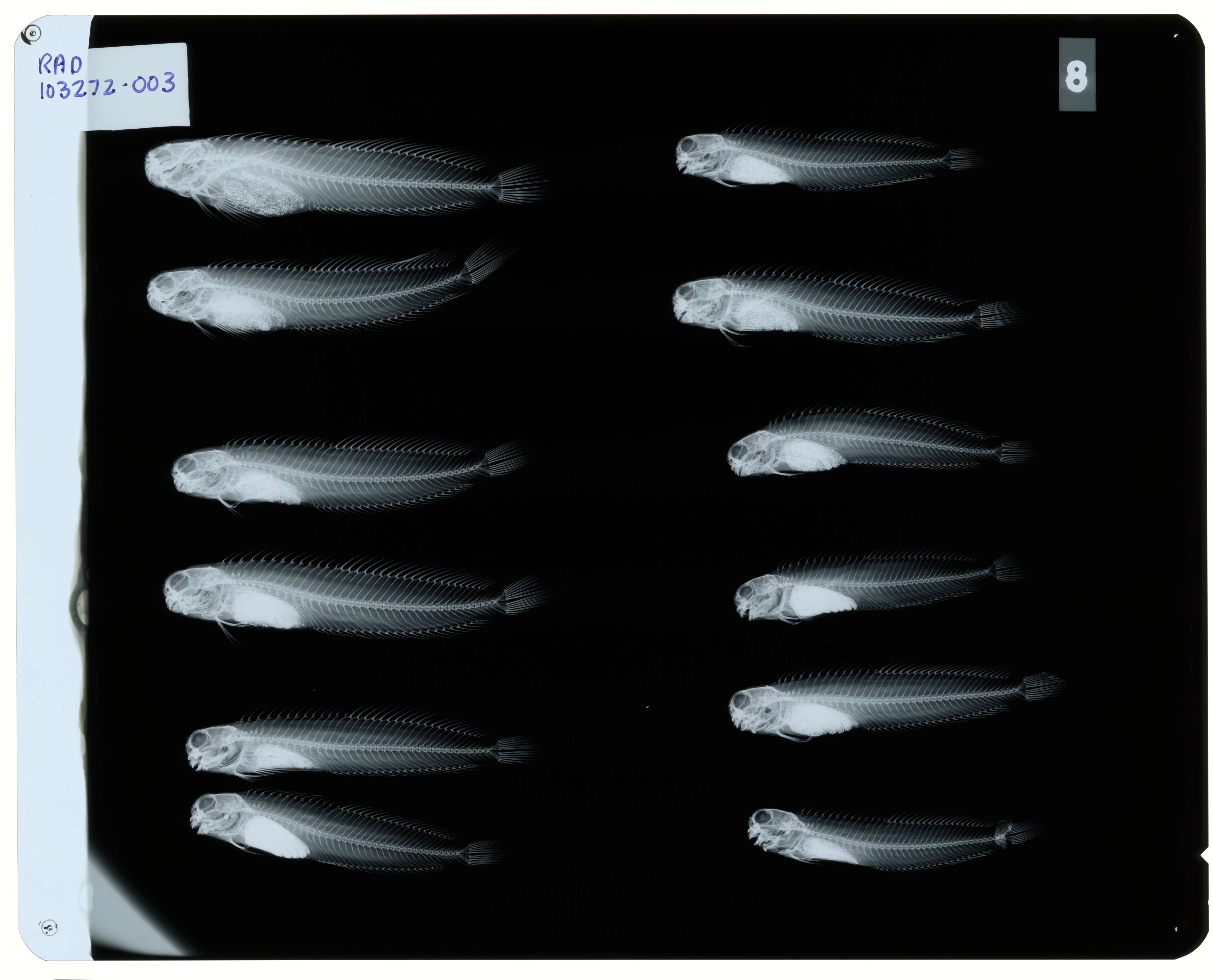 Image of Istiblennius edentulus (Forster & Schneider 1801)