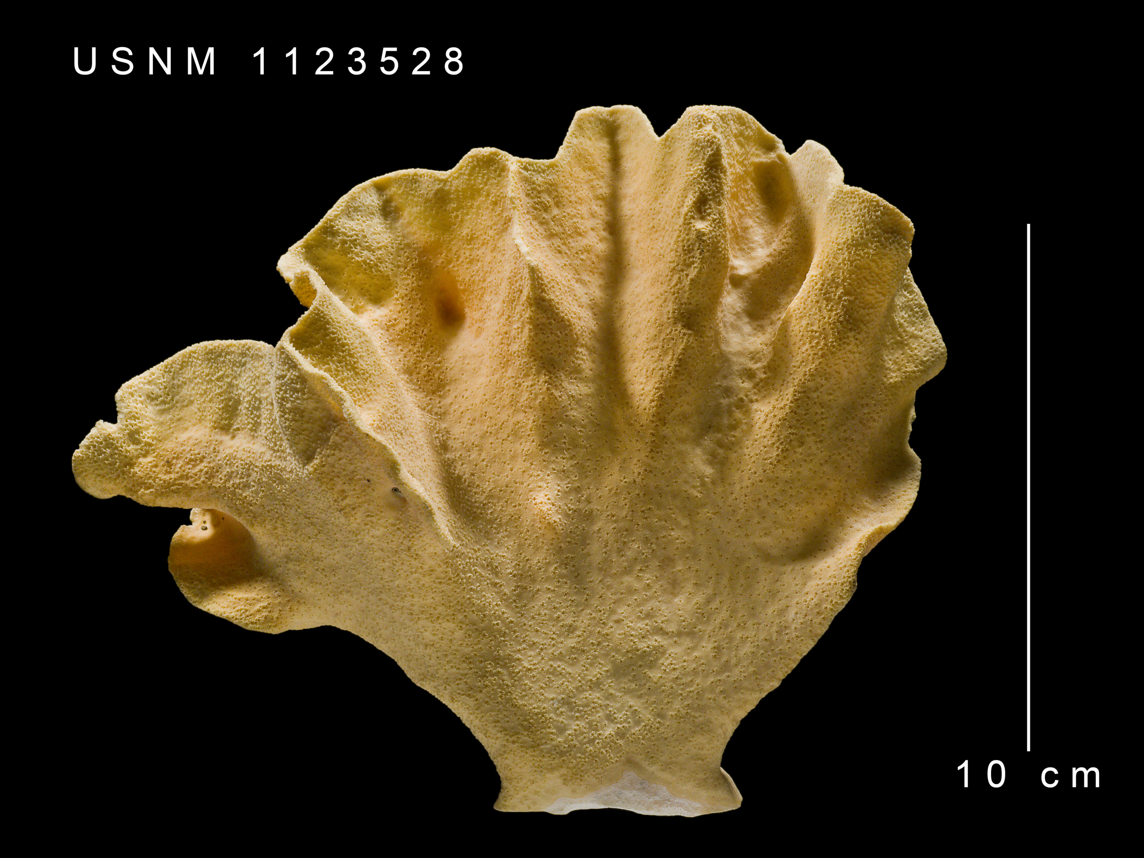 Image of Errinopora undulata Lindner & Cairns 2011